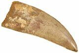 Serrated, Carcharodontosaurus Tooth - Huge Dinosaur Tooth #245417-1